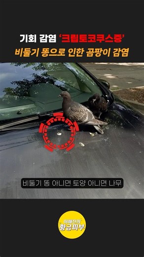 비둘기 배설물 곰팡이 포자… 감염된다고?