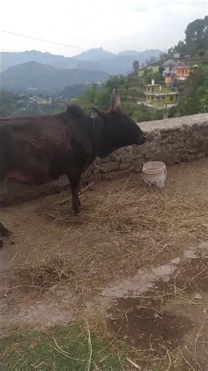 Ox in maintain#farming