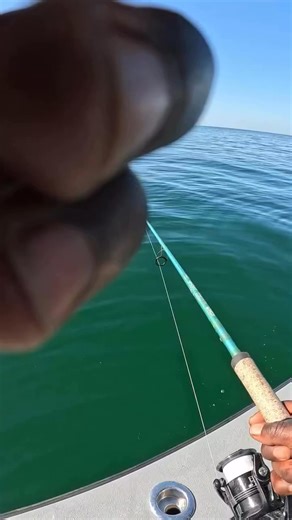 Took a trip to Bonita Beach to catch some “COBIA” fish and i’ll say these pound for pound these fish are very strong fighting creatures ✝️.. #cobia #cobiafishing #fishing #fish ‼️ | Hood Fishing Legend | Facebook