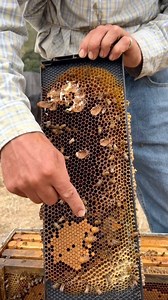 Removing 17 queen cells! 👑🐝 #california #bees #queenbee #beekeeper #beekeeping #savethebees #insects #animals | California Bee Company