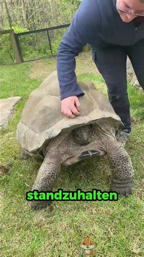 Kann der Panzer einer Schildkröte eine Kugel abhalten?
