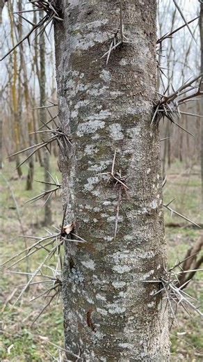 Nature’s Defense: The Spiky Tree 🌿