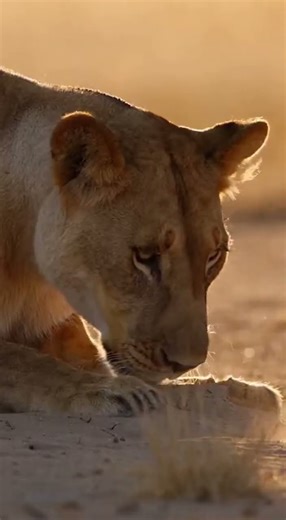Warthog Escapes in the MOST Insane Way… The Lioness Never Saw It Coming! #fypviral