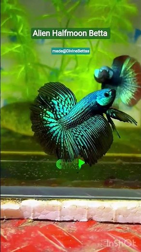 Rare Betta/ ALIEN HALFMOON/ New trending/ Green alien Halfmoon betta/ from Divine Bettas