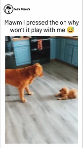 Play with me 😂 | Pet's Store's