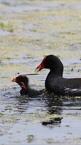 I know this looks pretty rough, but this is how common gallinules wean their chicks and teach them to start feeding on their own. | Harry Collins Photography