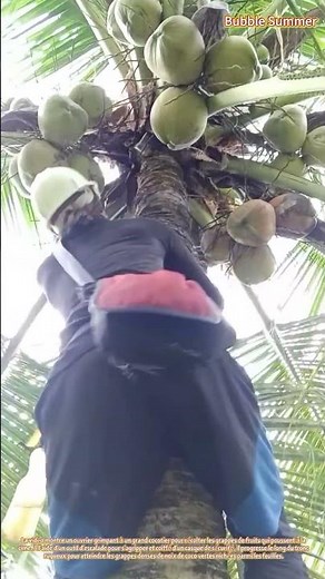 Escalade d'arbres : la récolte des noix de coco dans la cime des palmiers