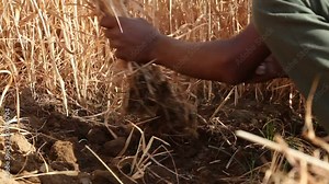 Indian farmer cutting wheat harvest in field