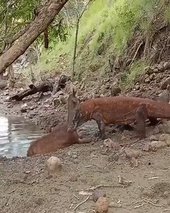 3.9M views · 51K reactions | Komodo dragon attack on deer Watch more: https://www.facebook.com/groups/148320598151013 | NateGawd | Facebook