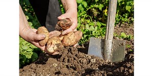 March gardening jobs | Ideas & Advice | B&Q