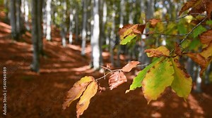 Beech forest in autumn. Close up of leaves on branch. In October, the leaves of the beech trees change from green to yellow and then to red.