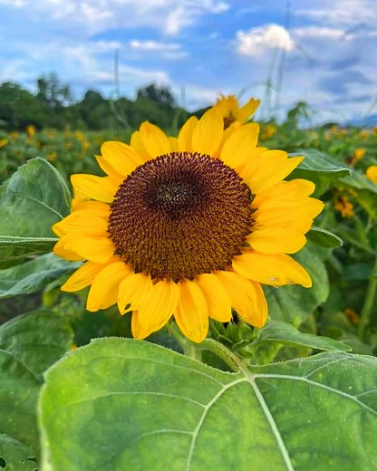 68K views · 4.8K reactions | Flowers Need Time To Bloom So do you! ❤️ . . Bukid Amara Davao | Adventure ni Mar | Facebook
