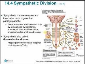 2113 Chapter 14 Autonomic Nervous System
