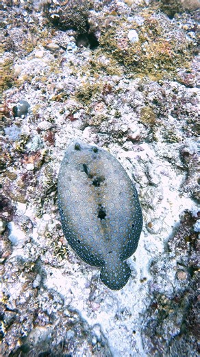 Peacock Flounder