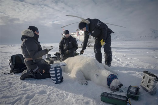 Scientists "quite surprised" to find one polar bear population thriving