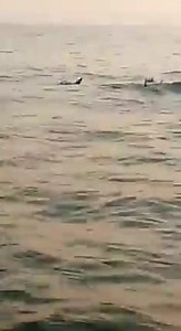 193K views · 3.9K reactions | Dolphins Spotted in Karachi near Mubarak Village ❤ | Karachi Walay | Facebook