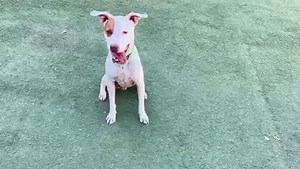 4.8K views · 284 reactions | Petey had his 7th birthday this weekend!...