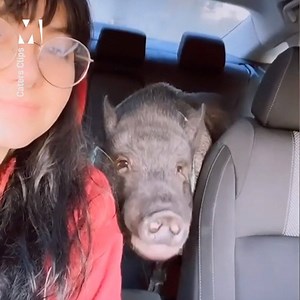 An unlikely but lovable bond 🐷❤️ | Metro