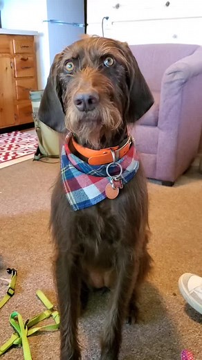 Meet Tess the Pudelpointer - A Unique Hunting Dog