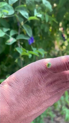 stink bug (family Pentatomidae)