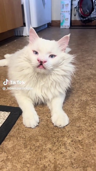 Meet the Handsome Purebred Albino Cat
