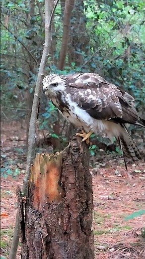 The perfect lookout, used by many species 🐭🦉🌳 #owl #birdsofprey #birds #buzzard #wildlife
