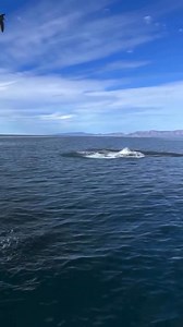 The largest species of dolphin vs. the largest animal to ever exist, a blue whale! 🎥https://www.instagram.com/sweet_salt_t?igsh=MTJhMW9kaWhmdTdrbw== | Orcas