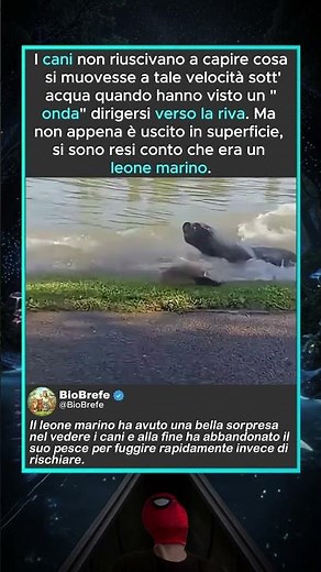 Questo leone marino ha abbandonato la sua recente cattura per sicurezza