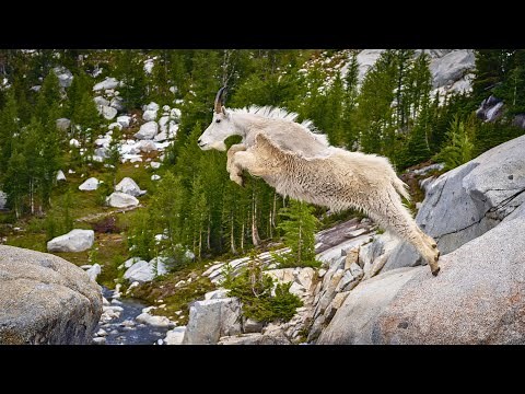 Rocky Mountain Goats: The Fearless High Altitude Experts