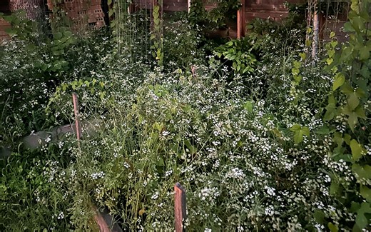 That’s Not Baby’s Breath: The Cute and Highly Invasive Weed Taking Over Texas Yards