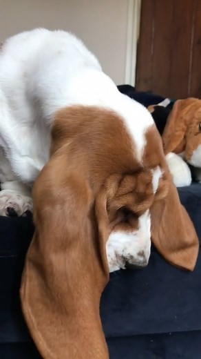 99K views · 3.3K reactions | Can’t believe this baby basset is 2 years old this week - #dog #bassethoundlife #bassethound #bassethoundlove #bassethoundmoments #virals #bassethoundpuppy #bassethoundsofinstagram #bassethoundsofinstagram | Basset Hound Lover | Facebook