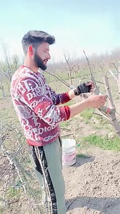 133 reactions · 65 shares | #fast grafting #viralreelsfacebook #highdensity #follower #Smart farming #followersreels #unique #grifting #apple farming #9149994113 | Amir Rashid Ganie | Facebook