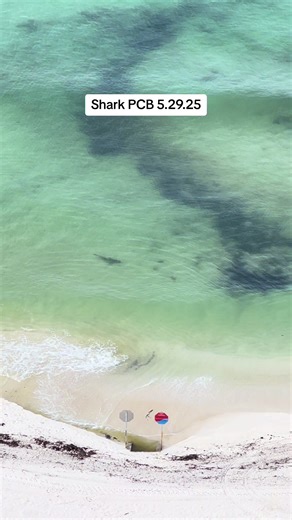 Shark Encounter Off Runaway Island in PCB