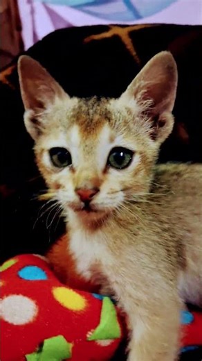 cat / Cute kitten #tweening #cat #cute #kitten #cats #catvideos #animals