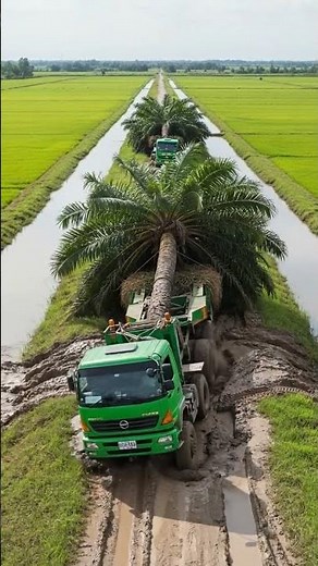 Epic Heavy Haul: Watch Two Semi Trucks Transport a MASSIVE Palm Tree!🌴