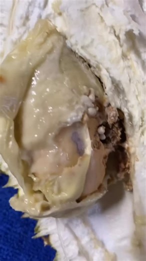 北马搞怪团 on Instagram: "榴莲佬的套路！ 我们卖的都是A果猫山王，马来人的是ccc果，榴莲有事情找我！ 第一次来到我家门口的时候 ，买虾饼 然后介绍他榴莲，讲只有sultan 和苦什么 ，我讲我不要 我只要猫山王 你讲猫全部给人订了不能卖我 ，硬给我苏丹，我人随和 OK ，你就就塞4粒下来 Rm186，今天是第二次来 我人不在 我老板在忙 你叫我陈老板打电话给我 ，讲要300包虾饼 然后说留5粒苏丹给我 ，我讲我不要 孩子全部生病 苏丹我也不要，你讲买点来收冰冻不用紧 我也讲不要，我只要猫山王 你就讲有A猫 ，我也讲我不要因为A果会番薯肉 我直接跟你讲 我吃到不好吃的猫山王我会生气😠 你就讲有问题找你🤣 你明明知道有问题 故意骗我们的吧😂AH HENG 老板 你记得8-10天后要回来找我 ，我要把你的猫山王还给你😆🤣🤣🤣#做生意做到像你这样真的是要祝福你会长久#我等10天8天后看这个AHHEN老板会来找我吗🤣#我再update你们啊😂#Rm231还我就删贴🤣"