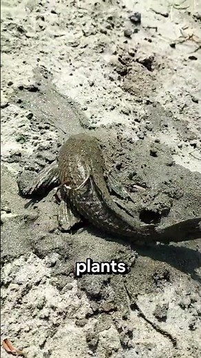 The Monster Fish Ruining Local Rivers