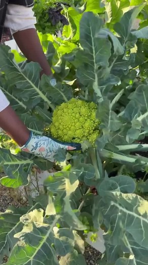 What is romanesco and what makes it the coolest veggie ever? ⬇️ Romanesco is a delicious, chartreuse veggie. It is in the same family as cauliflower. Romanesco has a gorgeous spiral pattern that forms a fractal. A fractal is a geometric pattern that repeats itself perfectly across different scales - over and over again. The number of spirals on a romanesco follow a Fibonacci sequence - a progression where each number is the sum of the preceding two. We are no Mathematicians, but we sure think th