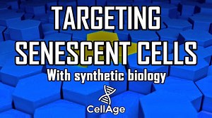 CellAge: A New Startup Targeting Senescent Cells With Synthetic Biology — Longevity Reporter – Lifeboat News: The Blog