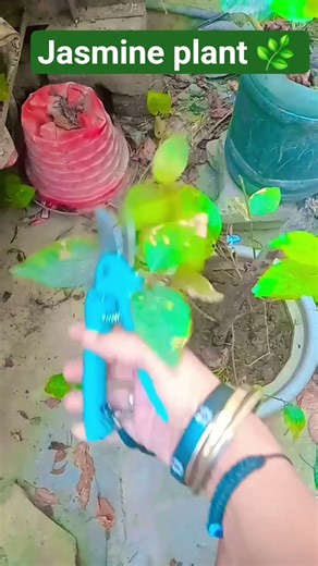 Jasmine plant care 🌿#gardening #homegardening #ytshorttrending #plantslover