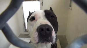 1.4K views · 142 reactions | ADOPTED - moved to SAFE Album on 05/24...