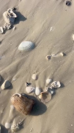 Sea anemones are a group of predatory marine invertebrates . Sea anemones are related to corals , jellyfish & tube anemones . A sea anemone is a single polyp that’s normally attached to a hard surface by its base, but some species like this one live in soft sediment & some of them will float near the surface of the water . The polyp has a columnar trunk topped by an oral disc with a ring of tentacles and a central mouth . These guys are cool to watch . Video by : Shell Guide Sarah . ❤️ ❤️ ❤️ Com