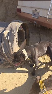 159K views · 1.6K reactions | Solovino is a grandson of Fat Bill's bear and Fat Bill's bear, with a huge, very large, heavy, thick-boned, big-headed, big-bodied dog about 65 lb, and his grandson is just like him, identical to Fat Bill's bear. Pedigree of breeding!! LUCKY DOGS SOLOVINO ❌️ LUCKY DOGS WHEEL BARREL https://www.apbt.online-pedigrees.com/modules.php?name=Public&file=printPedigree&dog_id=916453 | LUCKY LOPEZ | Facebook