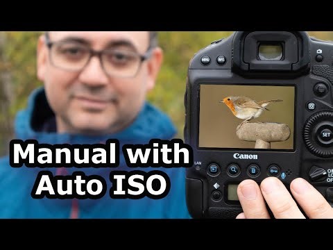 How to Use Manual Mode with Auto ISO for Wildlife Photography - It's Unbeatable (Almost)