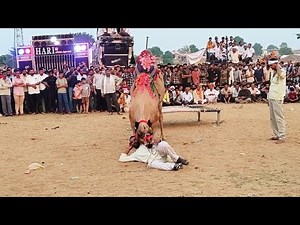 Camel Dance in USA: Foreigners Shocked to See This Incredible Performance
