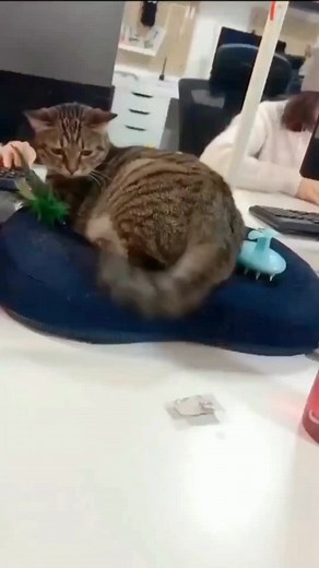 Adorable Lazy Cat Compilation | Funny Kitten Videos