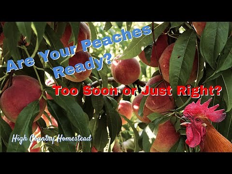 When to Pick Peaches: Easy Tips for Perfect Fruit 🍑