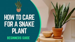 How To Care For A Snake Plant (Sansevieria): Beginners Guide