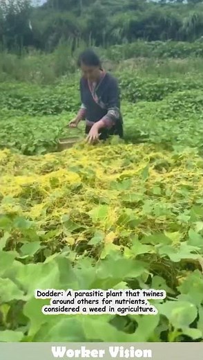 Dodder: A parasitic weed in agriculture. #plants #farming