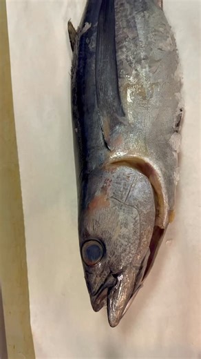 Fresh Albacore Tuna Dinner Tips 🐟🔥 Fresh Albacore Tuna — sliced into clean, even loins and seasoned with just the basics: salt, pepper, a touch of garlic, and a hint of olive oil. Simplicity brings out the true ocean flavor. Grill hot and fast — about 2 minutes per side — for a tender, medium-rare center that melts in your mouth. Perfect for a quick weeknight dinner or weekend seafood feast. Serve with steamed vegetables, rice, or a light salad — and enjoy a healthy, restaurant-quality meal at